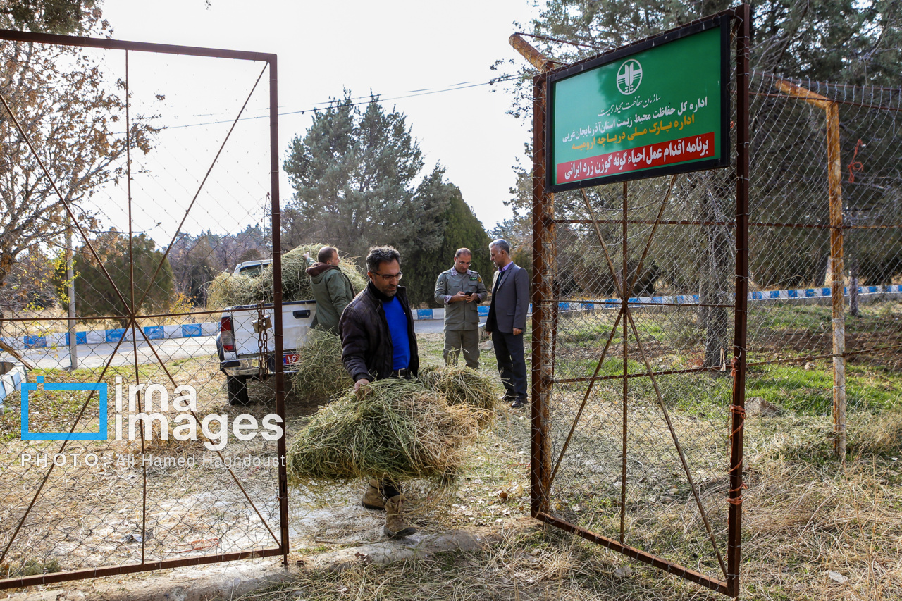 گوزن زرد ایرانی